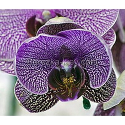 Коллекционные орхидеи (фаленопсис спец сорт)